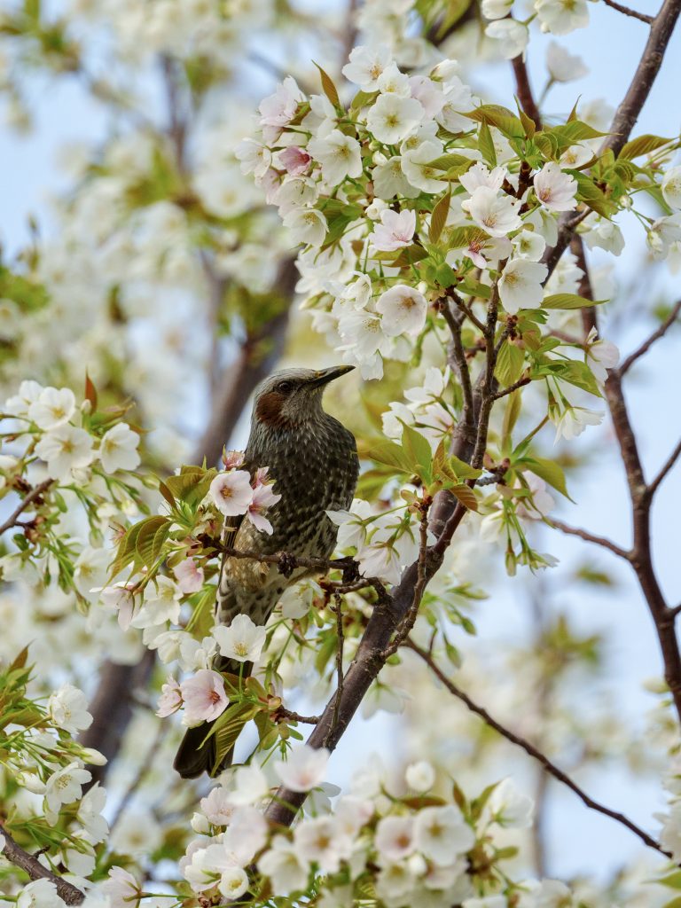 さくら賞）総合運動公園の桜のヒヨドリ