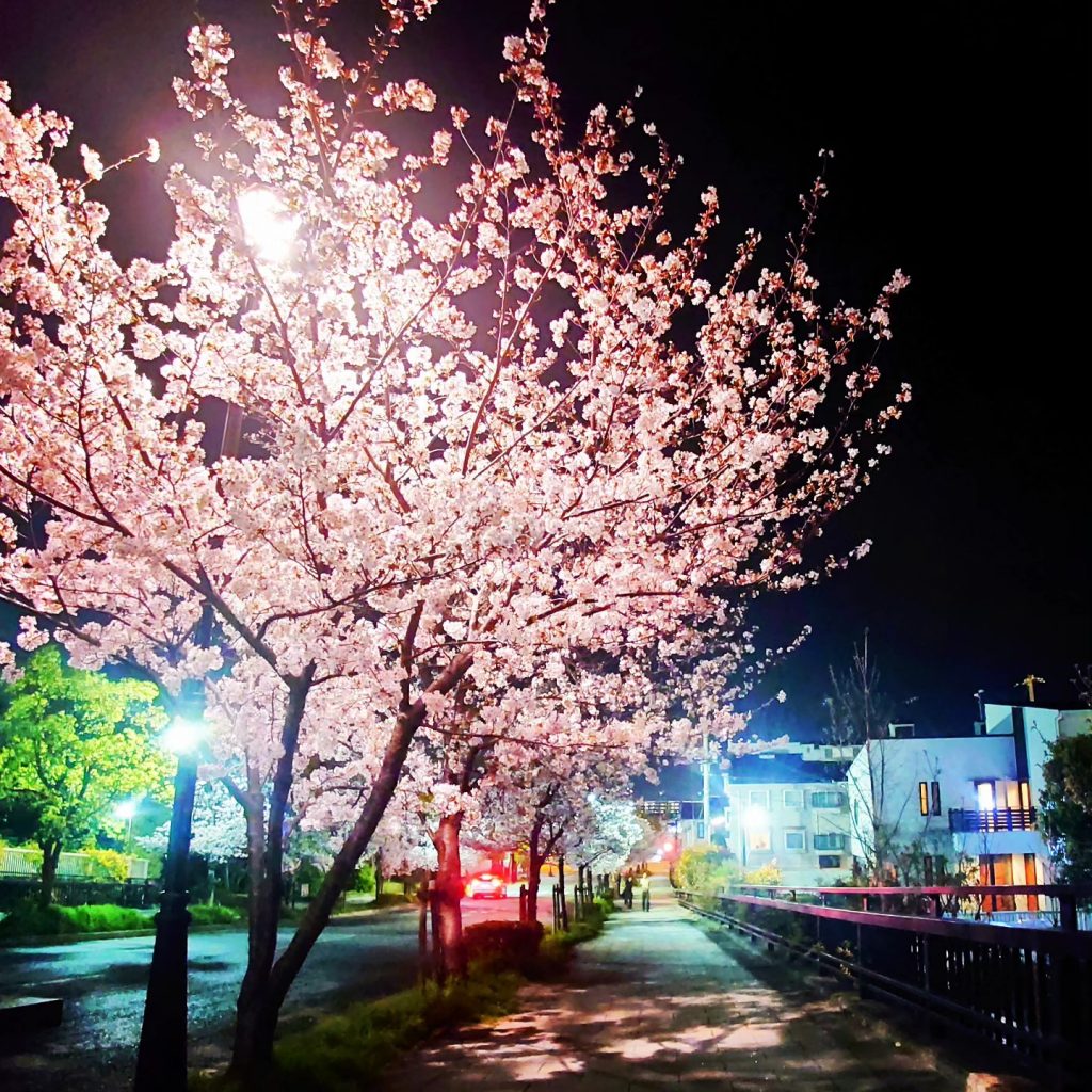 あしや賞）夜桜
