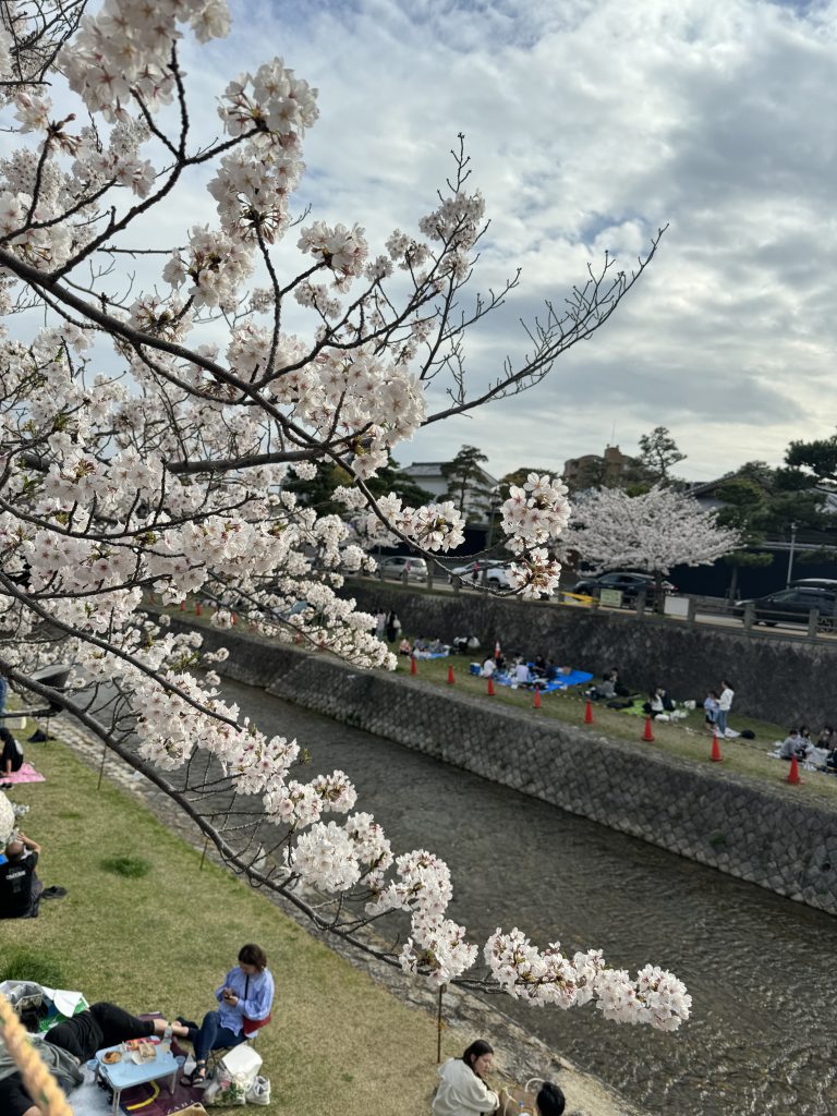 さくら賞）桜の滝